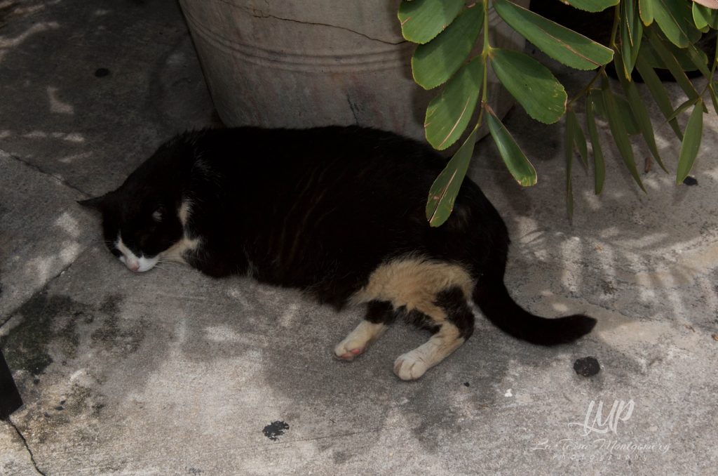 Ernest Hemingway House