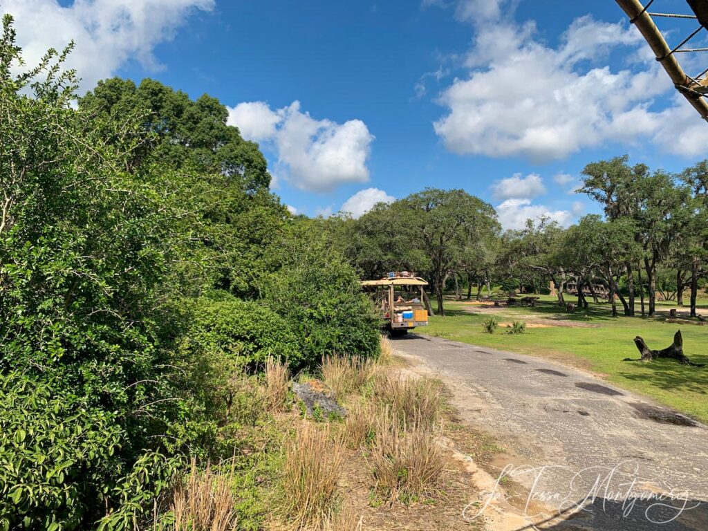 Kilimanjaro Safari