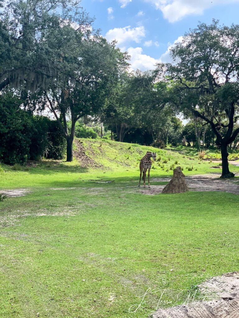 Kilimanjaro Safari