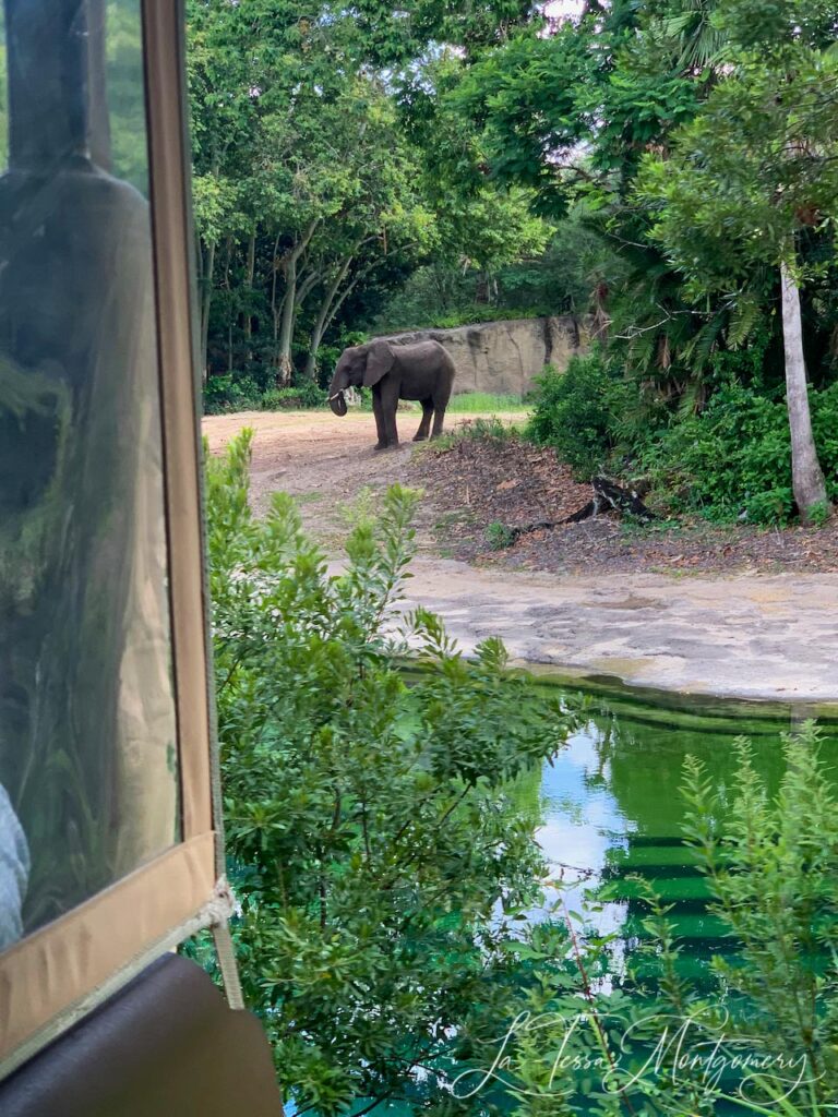 Kilimanjaro Safari