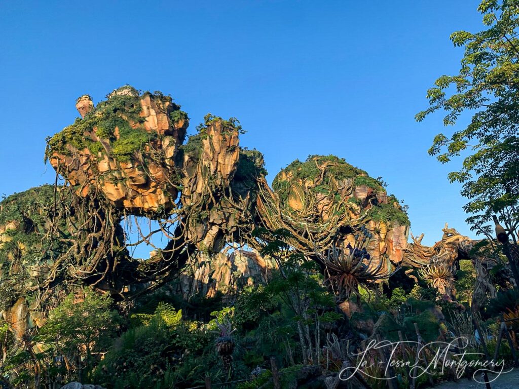 Animal Kingdom