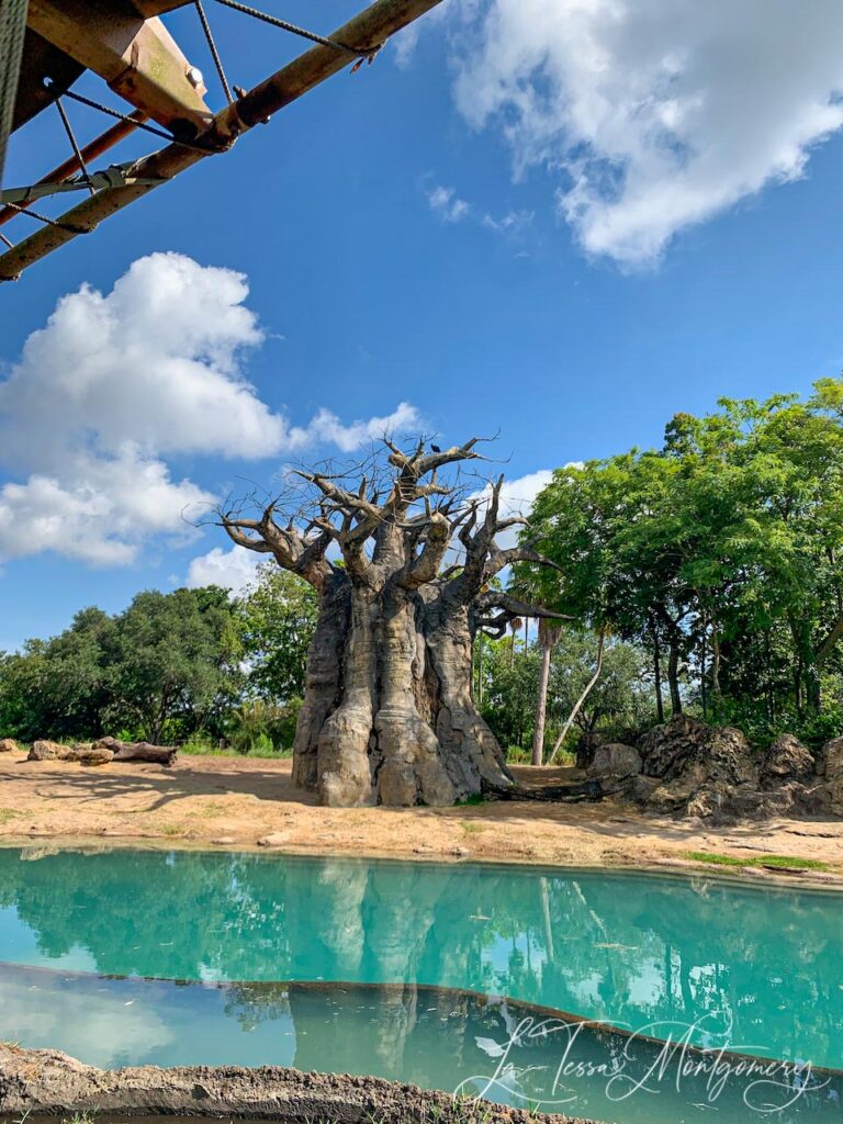 Kilimanjaro Safari