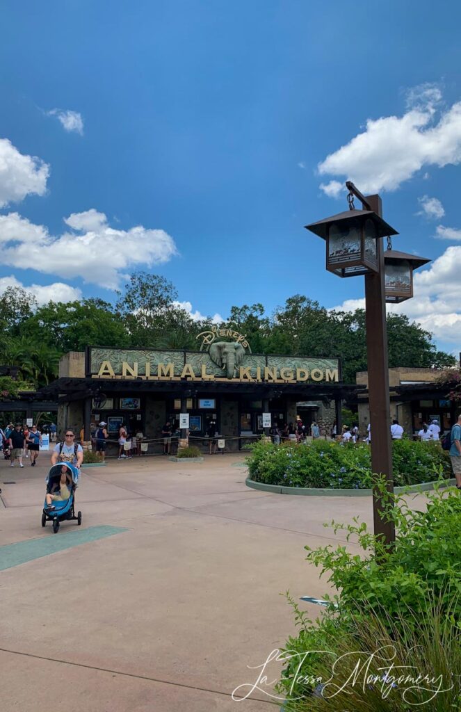 Animal Kingdom